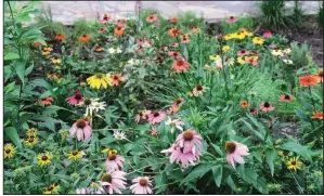  ??  ?? Purple coneflower is the best known version of the native perennial Echinacea, but pink, red, orange, white, yellow and green varieties are available.