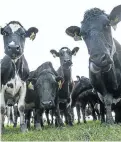  ?? Picture: BLOOMBERG ?? CREAM SCENE: Dairy cows at a farm