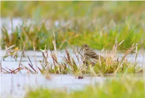  ??  ?? Above Water Pipit, Baston Fen, Lincolnshi­re, 27 January