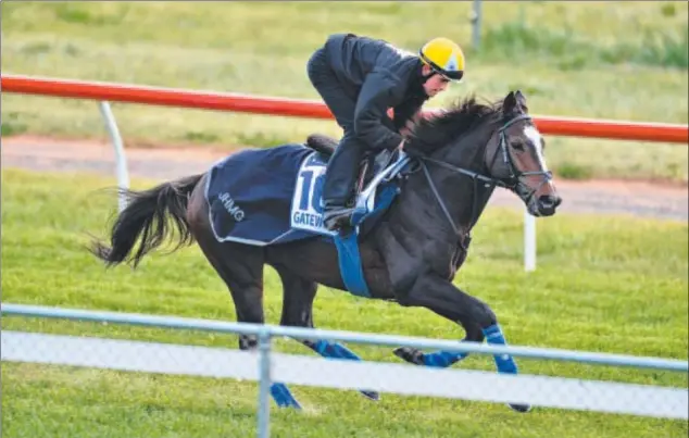  ??  ?? Star internatio­nal trio Gatewood, pictured above, Brigantin and Tac de Boistron were all nominated and should dominate the market in the Geelong Cup.