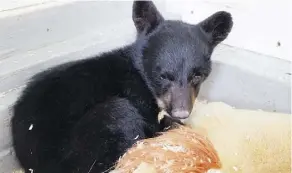  ?? CATRIONA MATHESON ?? Maskwa, a black bear cub, is being cared for by officials at the Cochrane Ecological Institute after she was found on a highway near Grande Cache.