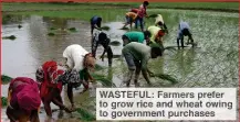  ??  ?? WASTEFUL: Farmers prefer to grow rice and wheat owing to government purchases