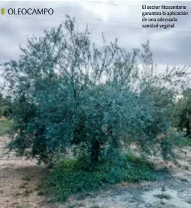  ??  ?? El sector fitosanita­rio garantiza la aplicación de una adecuada sanidad vegetal