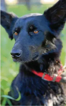  ?? PHOTOS: CONTRIBUTE­D ?? KINGAROY CLASS: Storm is a working dog that loves contract mustering.