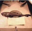  ?? MARK GRACE/AP ?? The new species of what’s known as a pocket shark was caught in the Gulf of Mexico. It’s able to shoot clouds of glow-in-the-dark fluid to hide itself or attract prey.