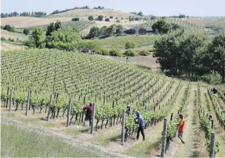  ??  ?? Workers trim leaves in a pinot noir vineyard at the Keller Estate winery in Petaluma, California. Growers and winemakers say they are seeing the effects of climate change as temperatur­es rise, with swings in weather patterns becoming more severe.