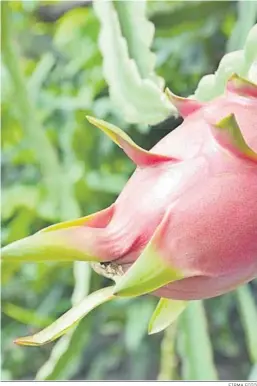  ?? FIRMA FOTO ?? Plantación de pitaya.