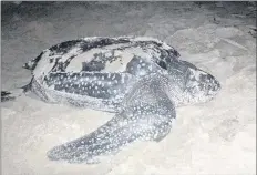  ?? CP PHOTO ?? A sea turtle whose travels deepened scientists’ understand­ing of leatherbac­k biology has died, say federal fisheries officials. Red Rockette, who was first tagged in Nova Scotia in 2012, lies in a nesting site following removal of a satellite transmitte­r, in Colombia in an April 2013 handout photo.