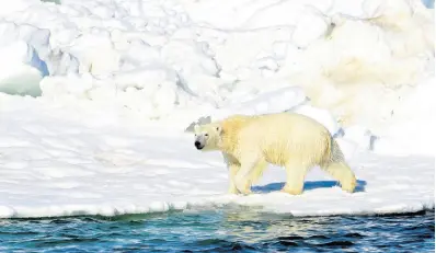  ?? FILE ?? A polar bear dries off after taking a swim in the Chukchi Sea in Alaska.