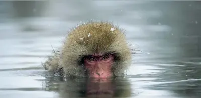  ??  ?? Dentro l’acqua Un macaco si fa il bagno caldo nel parco Jigokudani di Yamanouchi, in Giappone