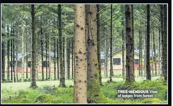  ??  ?? TREE-MENDOUS View of lodges from forest