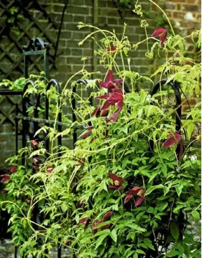  ??  ?? C. alpina ‘Constance’ is ideal for wall-sided borders and has a height of up to 8ft (2.5m) and spread up to (5ft) 1.5m.