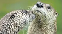  ?? HANDOUT PHOTO ?? Canada’s top medical journal is warning of otter attacks on humans.