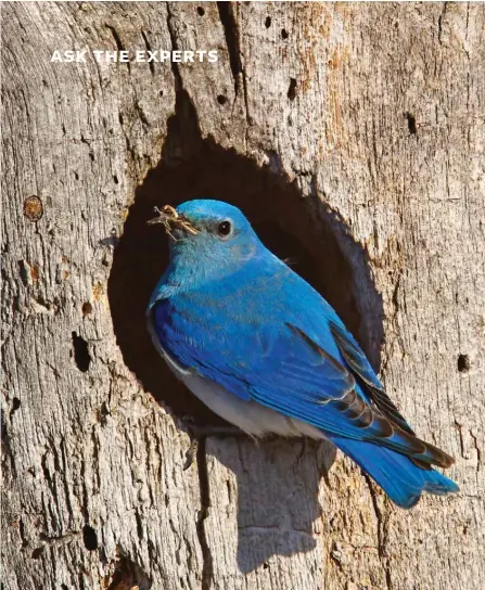  ??  ?? Mountain bluebird at nest cavity