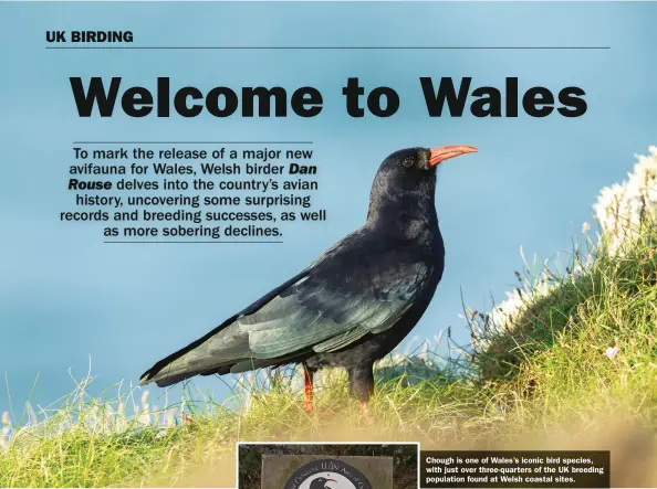  ??  ?? Chough is one of Wales’s iconic bird species, with just over three-quarters of the UK breeding population found at Welsh coastal sites.