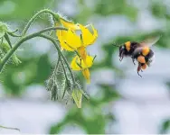  ?? AFP/GETTY FILE PHOTO ?? Bees are among the pollinator­s that help produce 30 per cent of the food we eat.