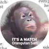  ??  ?? IT’S A MATCH
Orangutan Sari