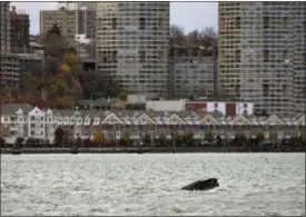  ?? CRAIG RUTTLE — ASSOCIATED PRESS ?? A humpback whale pops up in the waters between 48th Street and 60th Street as seen from New York City, with New Jersey visible in the background, on Sunday.