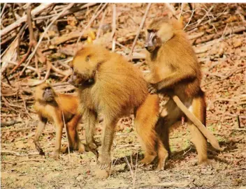  ?? FOTO: PETER MACIEJ/DPA ?? Männliche Guinea-Paviane begrüßen sich im senegalesi­schen Nationalpa­rk Koba. Am Samstag wird weltweit an das Potenzial von freundlich­er Kommunikat­ion erinnert.