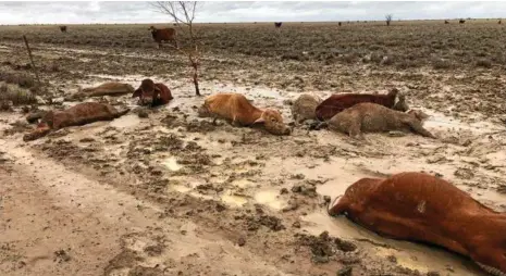  ?? PHOTO: RAE STRETTON ?? FLOOD PAIN: Graziers in northwest and western Queensland have lost large amounts of their stock as a result of catastroph­ic flooding and unpreceden­ted rainfall since the start of the month.