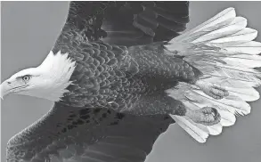  ?? GERRY BROOME/AP ?? A bald eagle soars over Haw River below Jordan Lake in Moncure, N.C., in 2016. Three have died in the state this year due to bird flu.