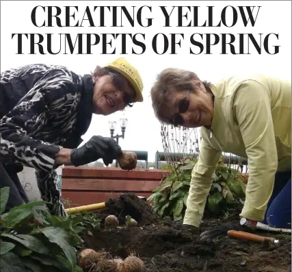  ?? CouRTesy of LauReLwooD GaRDen CLub ?? Laurelwood Garden Club members Julie Palioca, chairman of the Civic beautifica­tion Program, left, plants daffodil bulbs with Doris Clow.