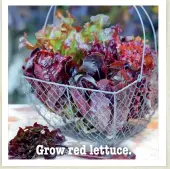  ??  ?? Grow red lettuce.