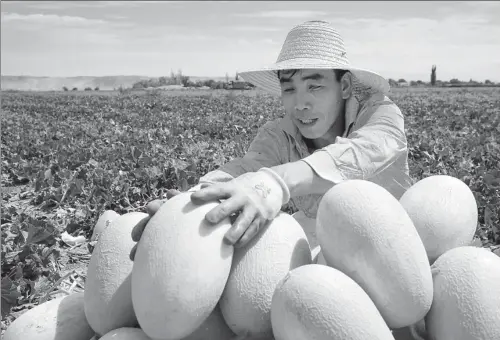  ?? LI HUA / XINHUA ?? A farmer in the Xinjiang Uygur autonomous region harvests Hami melons in June this year.