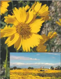  ?? Photos by Jan Martenson ?? Cowpen daisy. Inset: Field of cowpen daisies on Salazar Road in 2013.