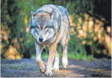  ?? FOTO: PATRICK PLEUL/DPA ?? Mindestens zwei Tiere sind im Alb-Donau-Kreis Wolfsangri­ffen zum Opfer gefallen.