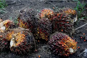  ??  ?? In the past few years, Guatemala has become the biggest exporter in the Americas, according to Guatemalan palm oil industry associatio­n Grepalma. — Reuters photo