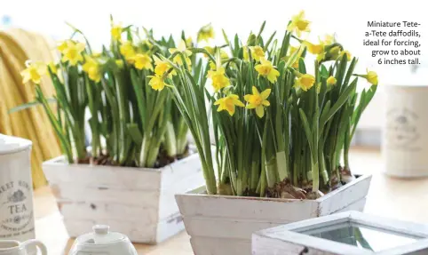  ??  ?? Miniature Tetea-tete daffodils, ideal for forcing, grow to about 6 inches tall.