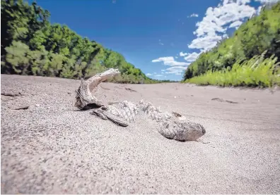  ?? ROBERTO E. ROSALES/JOURNAL ?? A dead fish lies on the dry bed of the Rio Grande in Bosque del Apache National Wildlife Refuge, south of Socorro, in May.