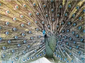  ?? — The Jakarta Post/ANN ?? Majestic animals: Male peafowls, or peacocks, are known for their beautiful tail feathers that form a big round shape when raised, symbolisin­g their authority over a particular territory.