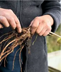  ??  ?? Relishing the chance to get her hands dirty, Natasha pulls a parsnip from the soft earth. From its mottled leaves to its fibrous, intricate roots, Natasha finds beauty to inspire her paintings.