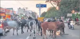  ?? MANOJ DHAKA/HT ?? Stray cattle blocking traffic on a busy road in Rohtak city.