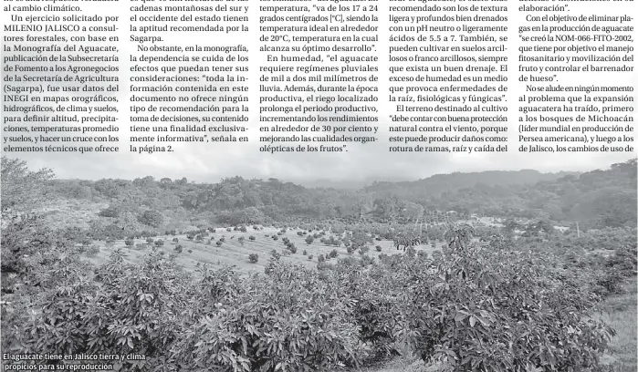  ??  ?? El aguacate tiene en Jalisco tierra y clima propicios para su reproducci­ón