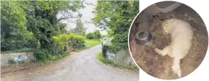  ??  ?? INVESTIGAT­ION Ashton Dog Pound in West Dublin; inset, a dog pictured at the facility