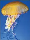  ?? 123RF.COM ?? An experiment showed that brainless jellyfish sleep. That was unexpected.