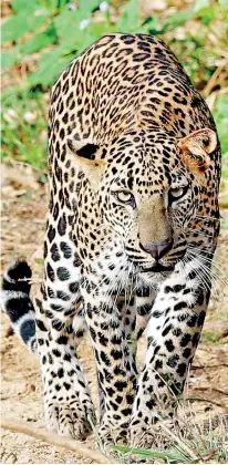  ??  ?? In Sri Lanka's Yala National Park visitors can get close to leopards