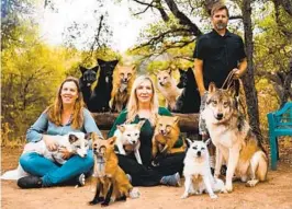  ?? ANABEL DFLUX ?? Melissa Beeson (left), Amy Bassett and David Bassett with some of their Russian domesticat­ed foxes and Lucan, the wolf.