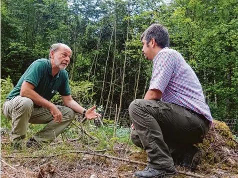  ??  ?? Das grüne Baumpflänz­chen, das die Forstexper­ten Hubert Droste (links) und Tobias Veh anschauen, gehört zum Waldversuc­hsfeld bei Biburg im Augsburger Land. Dort wer den exotische Bäume angepflanz­t, die sich an das Klima anpassen, das in 100 Jahren in Bayern herrschen könnte.Fotos: Maximilian Czysz