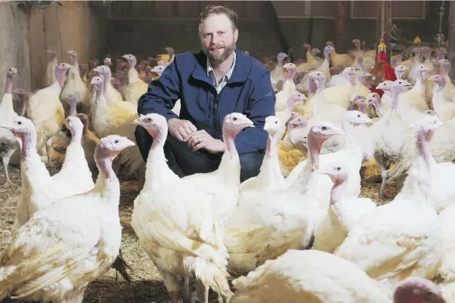  ?? Dav e Chidley for National Post ?? Tim deWit is pictured with 13-week- old turkeys on the family organic farm, Fowl Play Farm. DeWit says the organic route was a game- changing decision.