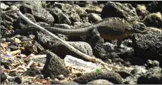  ??  ?? A Galapagos marine iguana (Amblyrhync­hus cristatus) walks near garbage.