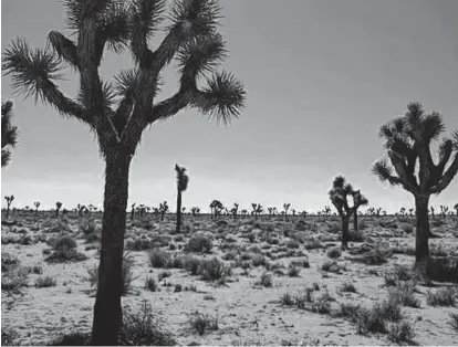  ?? ELIZABETH CHORNEY-BOOTH PHOTOS ?? You will indeed see plenty of Joshua trees in Joshua Tree National Park.