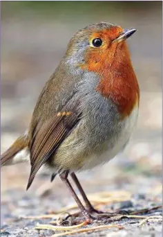  ??  ?? The cheerful little Robin is many people’s favourite garden bird.