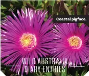  ??  ?? Coastal pigface.