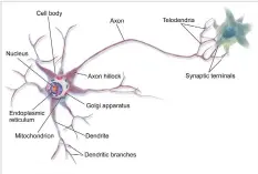  ??  ?? Figure 1: Biological neural network (Source: https://en.wikipedia.org/ wiki/Biological_neural_network)