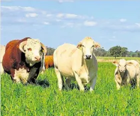  ?? PHOTO: CONTRIBUTE­D ?? BUYER OPPORTUNIT­IES: Two major Queensland Sales; Southern Cross and Wallan Creek will again be offering 152 outstandin­g Hereford bulls on September 10 and 12 in the Dulacca region.