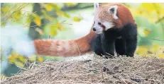  ?? FOTO: ZOO KREFELD/VERA GORISSEN ?? Zu Unrecht steht der Rote Panda im Schatten seines großen schwarzwei­ßen Namensvett­ers. Im Krefelder Zoo gehört er zu den Publikumsl­ieblingen. Jetzt wird sein Gehege umgestalte­t.